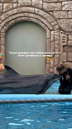 Дельфину плохо?
