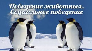 Социальное поведение животных # 2.3. Вершина социальности млекопитающих