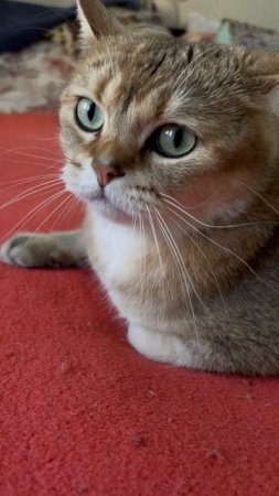 Сигма сигма кот, сигма кот, сигма кот #кот #котики #сигмабой #сигмакот #travel #стрим #видео