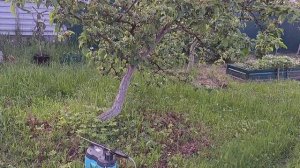 Опрыскивание яблонь от тли препаратом Кортилис