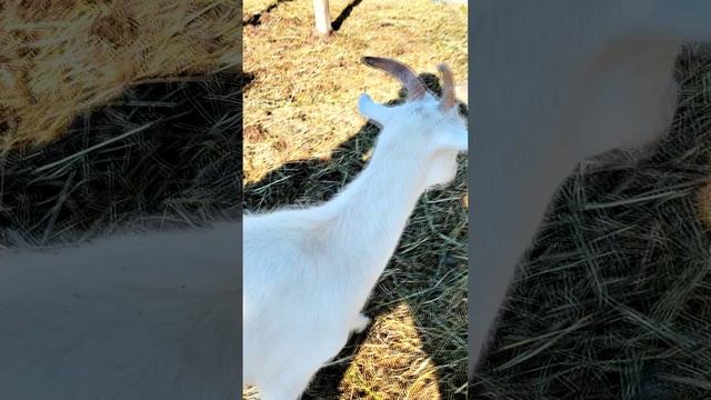 Знакомьтесь, Лунтик — наш новый козлик-нубиец! 🌙🐐