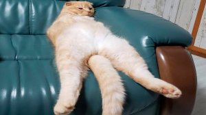 30СМЕШНЫЕ КОТЫ 2025 ЛУЧШИЕ ПРИКОЛЫ С КОТАМИ, КОШКИ, КОТИКИ, СОБАЧКИ, СМЕШНОЕ ВИДЕО