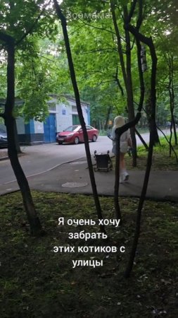 Помогать не стыдно. Кормлю бездомных котиков в Москве
