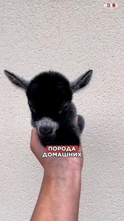 КОЗОЧКА-кокетка  #козочки #видеосживотными #животные #юмор #смех #милыеживотные #shorts