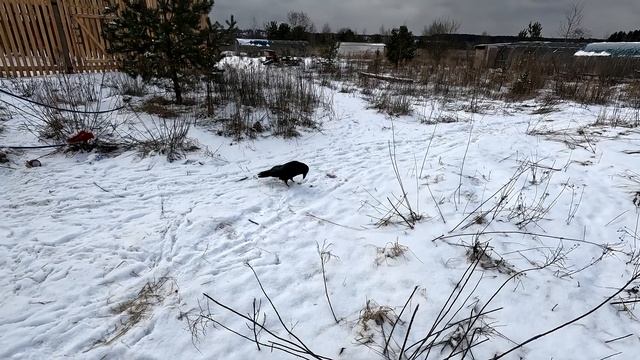 Терапевтическая утка взялась за старое