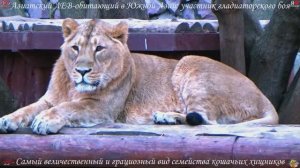 Увлекательный и познавательный экскурс в Московский зоопарк и Океанариум на ВДНХ