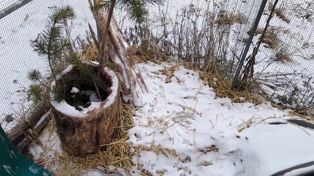 Работящие дятлы частично невидимые