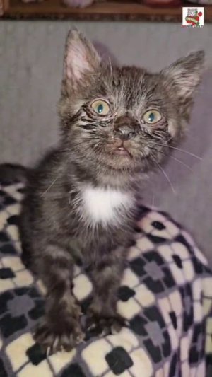 С Добрым утром 🌼❤️🐈⬛
