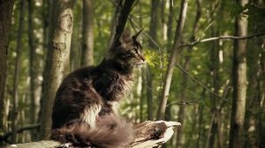 Котенок мейн-кун (maine-coon) Prince Grey Claw`s