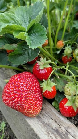 Клубника под проливными дождями 🌧🍓 #клубника #сад #огород #дача #цветы #ягоды #растения