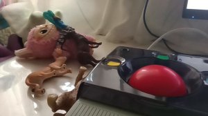 Лабубу в моём доме!!! Третья часть!!