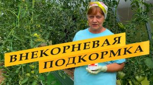 Томаты. Внекорневая подкормка