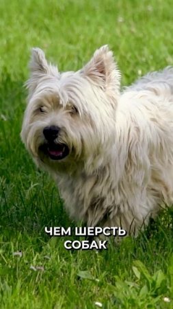 😳 Опасная борода: уникальная среда для развития бактерий