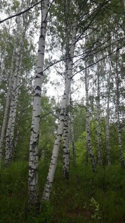 Белая берёза