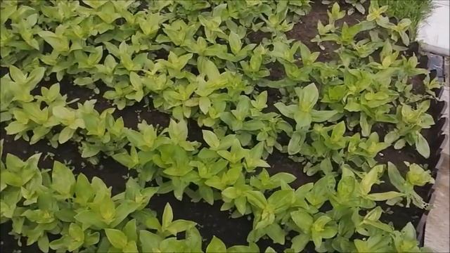 Влог/Дачный оотпуск/2 июля.../Навела красоту на участке/ смотреть онлайн