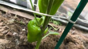 Надо ли формировать перцы 🌶️🌶️🌶️🌶️🌶️