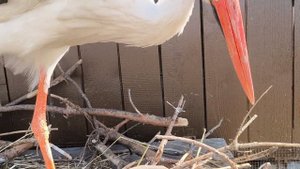 Аист строит гнездо, орел изучает важные документы