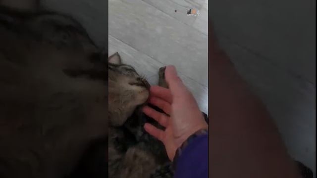 Кот Гай Юлий Цезарь - видели кого-нибудь ещё ласковее и преданнее?