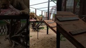 Взгляд на зоопарк с Урала. шерхану дали мясо2. Видео от Натальи из Ишима