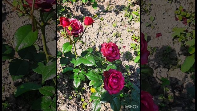 Розы , лилейники и  подсолнечники .mp4