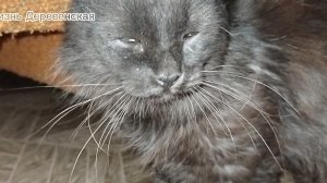 Продолжение о коте Дроне в нашей семье.Трудное привыкание.