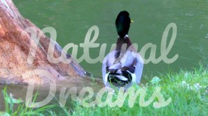Natural dreams