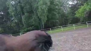 Я с сестричкой, а Лиса со своей тётей Масей😁