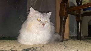 Моя кошка - ходячий антистресс