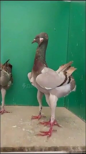 Этого вы уже не развидите, но именно так выглядят банатские куриные голуби