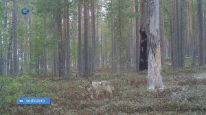 В объектив фотоловушки Водлозерского парка попали два лося, волк и медведь