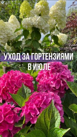 🎍 Уход за гортензиями в июле 🌿