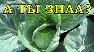 Почему не завязывается КАПУСТА? Что делать?🥦🥦🥦