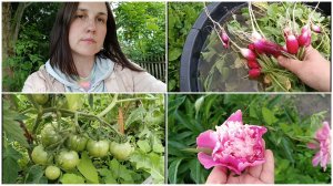 Приехала через 2 недели — шок! Трава по пояс, помидоры взлетели! Удобрения и геотекстиль в деле