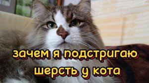 Зачем я подстригаю шерсть у кота.
