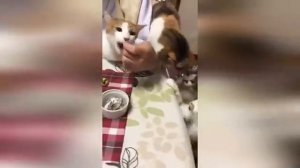 НОВЫЕ ПРИКОЛЫ/ВИДЕО ПРИКОЛЫ С КОТИКАМИ/КОТЫ РЖАКА/