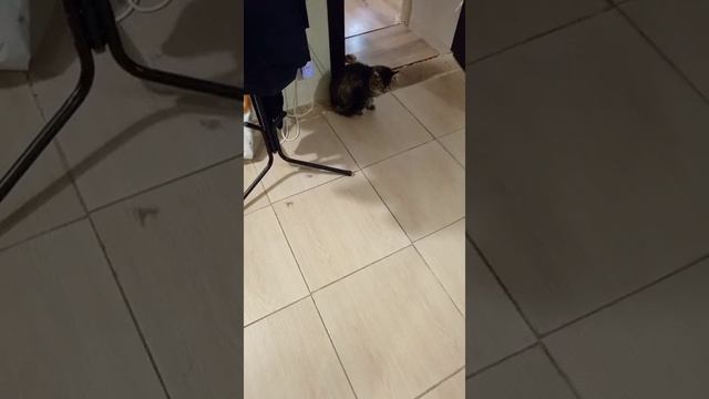 КАК ПРИРУЧИТЬ ДИКОГО КОТА.