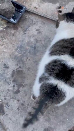 Пулковские кошки  - Зимние воспоминания