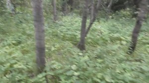 Поездка в лес.
