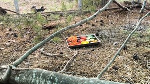 Свиристель против огромной ягоды