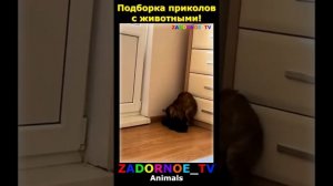 Животные приколы и не только
