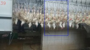 Подсчет тушки бройлера на линии убоя в подвешенном состоянии с помощью обычной камеры