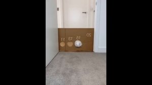 СМЕШНЫЕ КОТИКИ 2