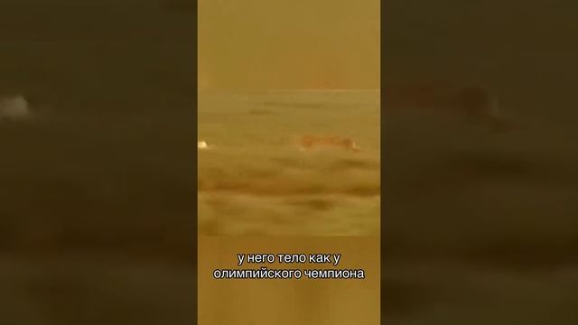 Животные приколы и не только