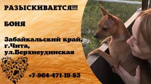 Пропала собака! БОНЯ. Забайкальский край, г.Чита.