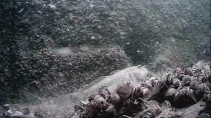 1000046176.mp4Волга гл.5м.10.07.2025г.