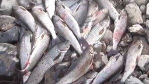 Ведро Хариуса!!! С РУЧЬЯ ТАЙГИ!! С одной Золотой точки!!! Ручей Пенчуга 5 Лесосибирск Рыбалка Охота