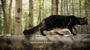 Кошка мейн кун Lusi Grey Claw`s возраст 9 месяцев