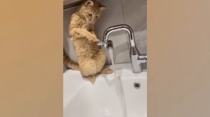 СМЕШНЫЕ КОТИКИ 3