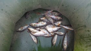 Удачная рыбалка после грозы