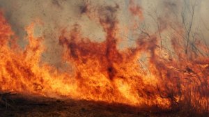 В Краснодарском крае сгорели 150 гектаров пшеницы